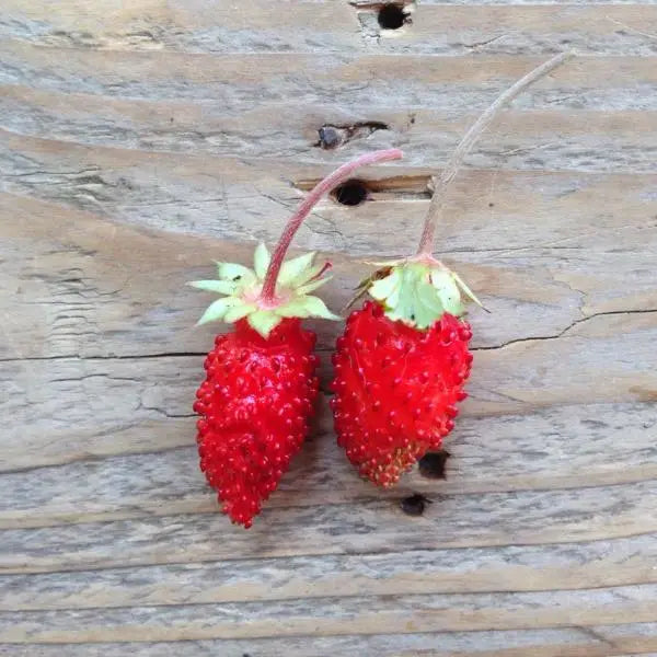 Two small Alpine strawberries on a wooden surface