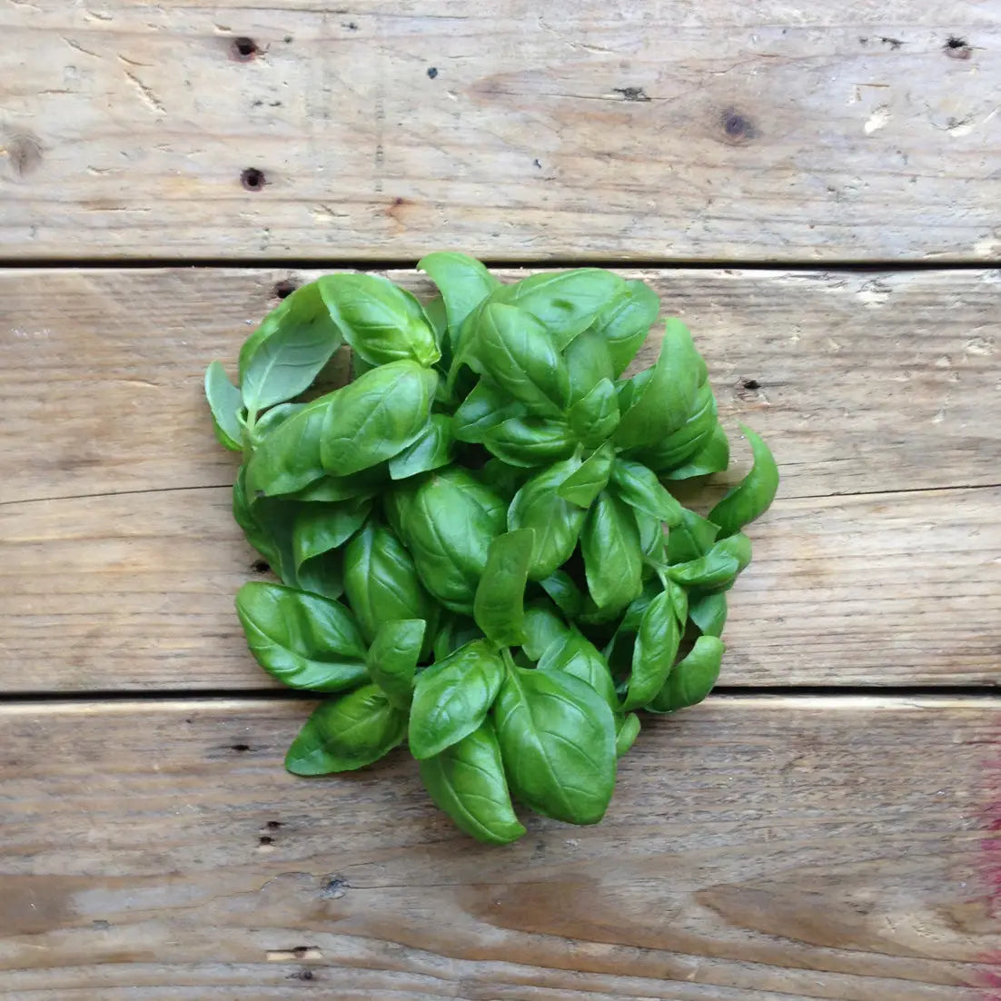 Genovese Basil Seeds | Piccolo