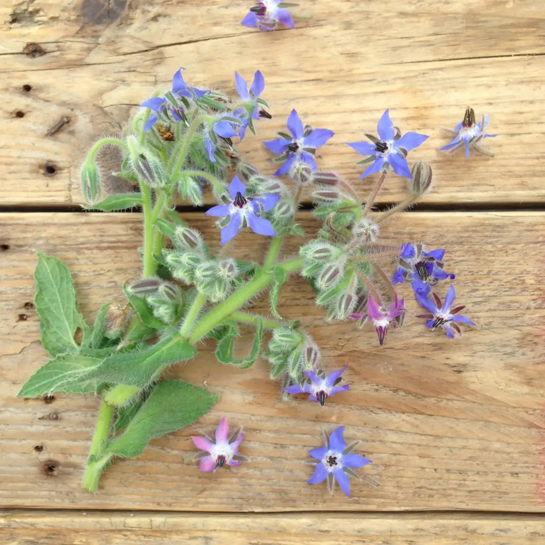 Blue and White Flowered Mix Borage Seeds | Piccolo