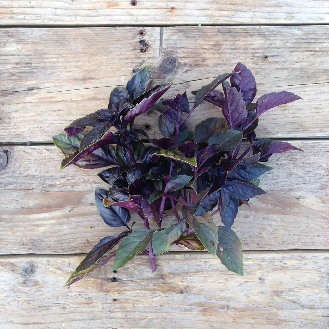 Basil Red Rubin Seeds | Piccolo
