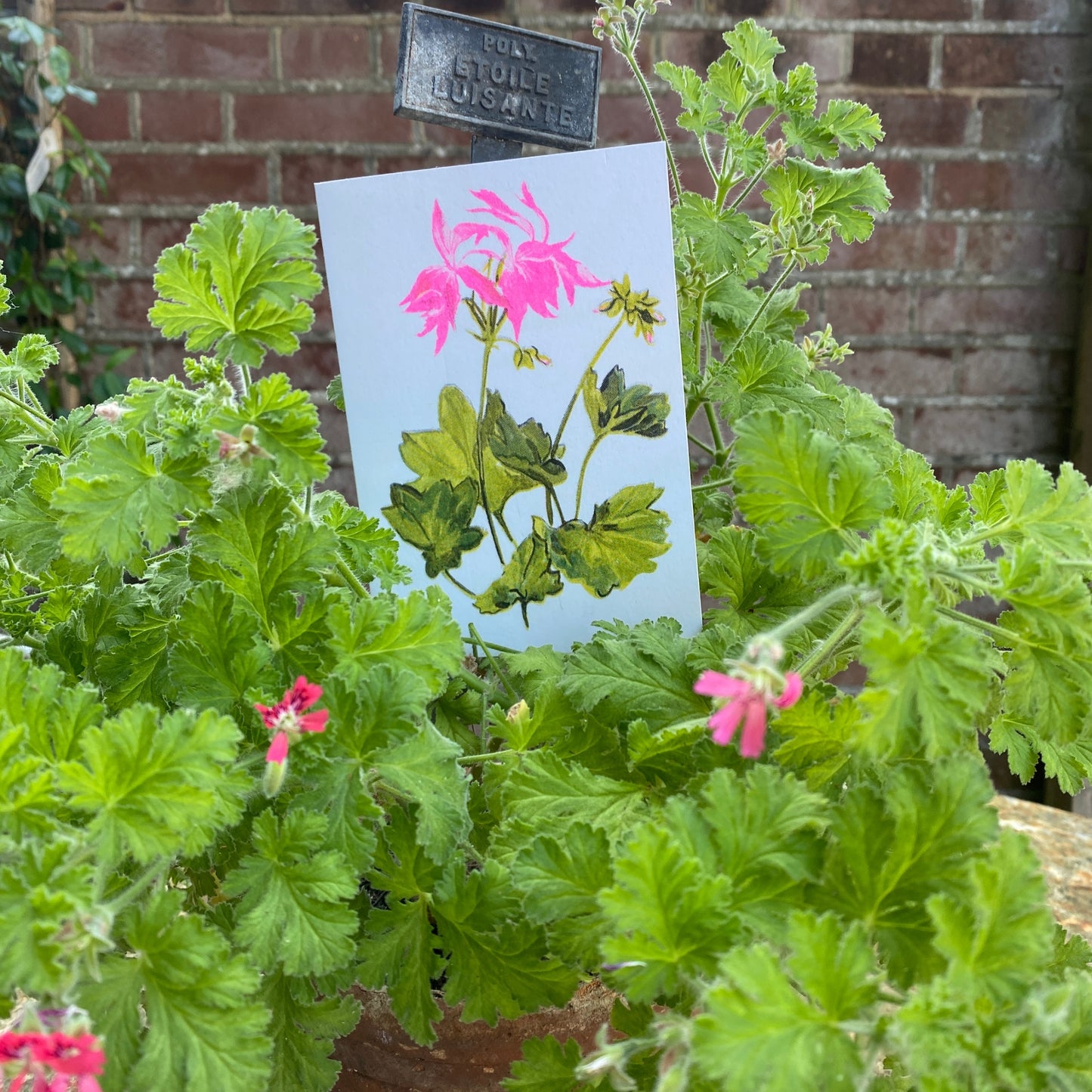 Pink Geranium Full Bloom Floral Greeting Card