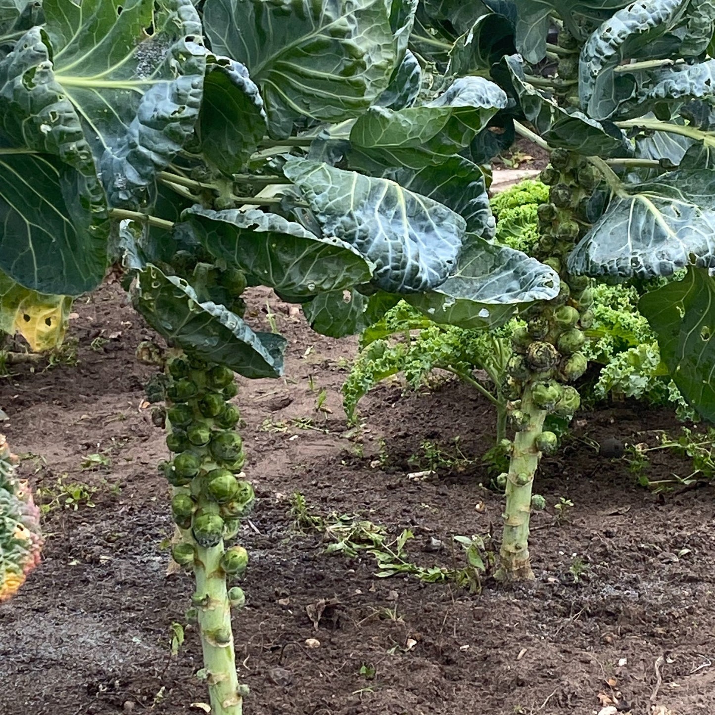 Pack of 8 Brussel Sprouts Eco Printed Christmas cards