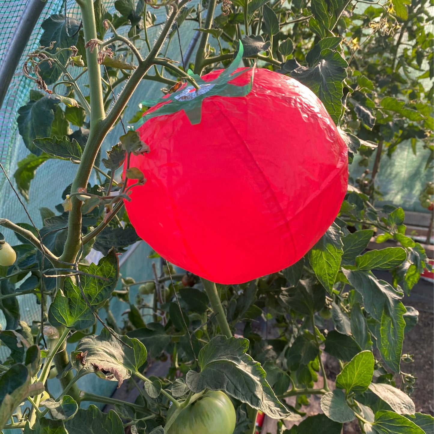 Tomato Paper Balloon, Novelty Reusable Balloon
