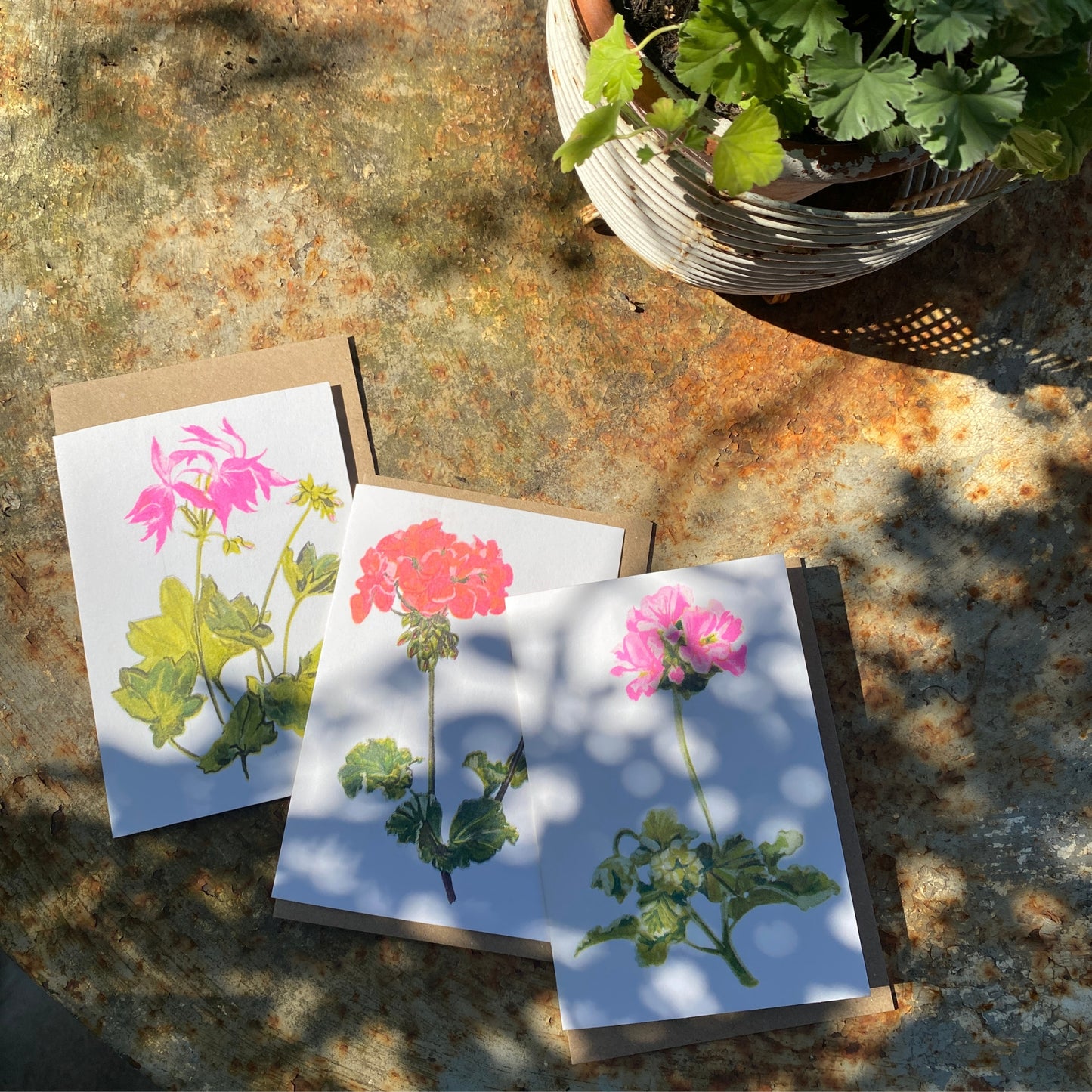Pink Geranium Single Bloom Floral Greeting Card