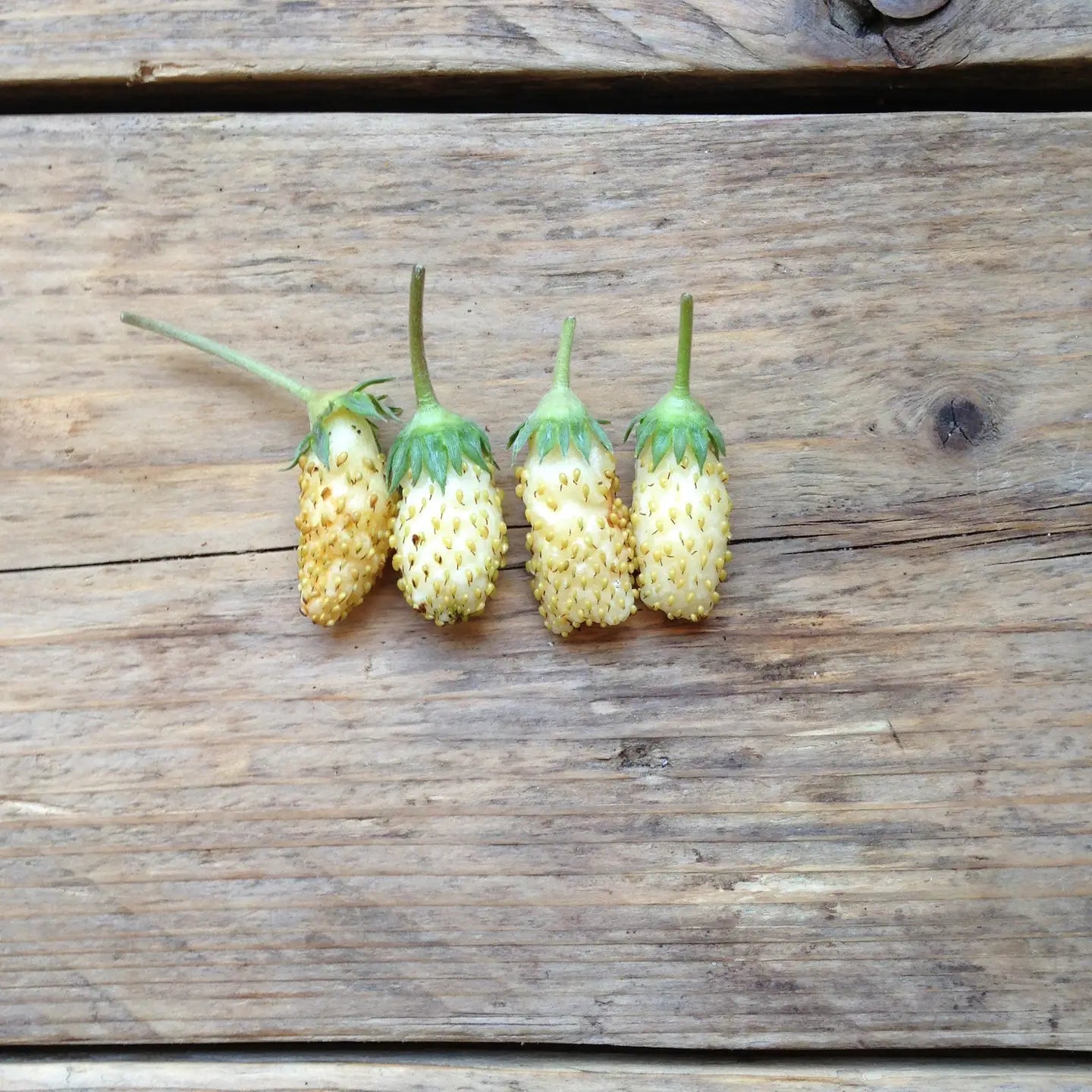 White Soul Alpine Starwberry Seeds | Piccolo