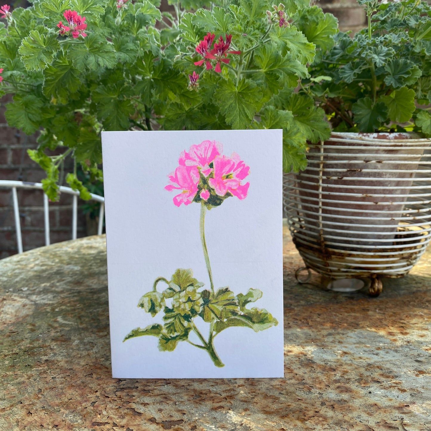 Pink Geranium Single Bloom Floral Greeting Card