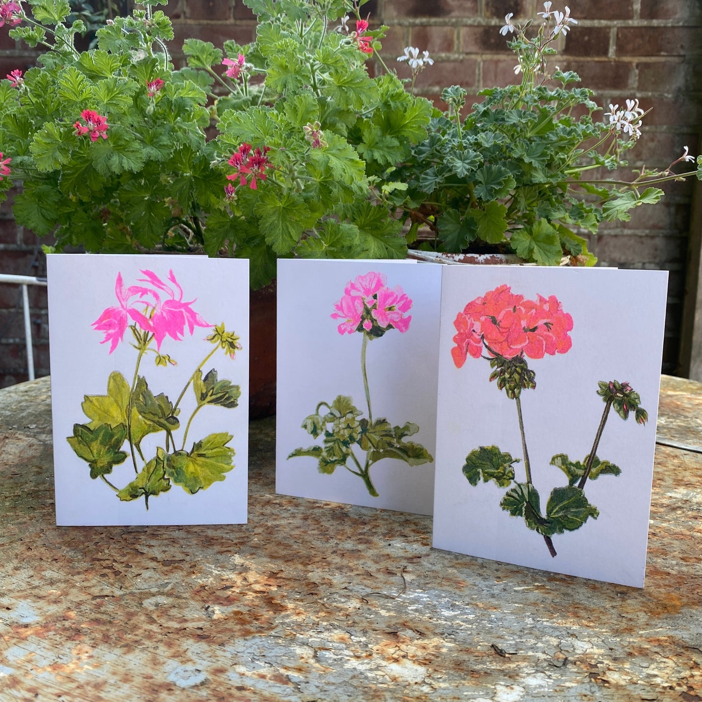 Pink Geranium Single Bloom Floral Greeting Card