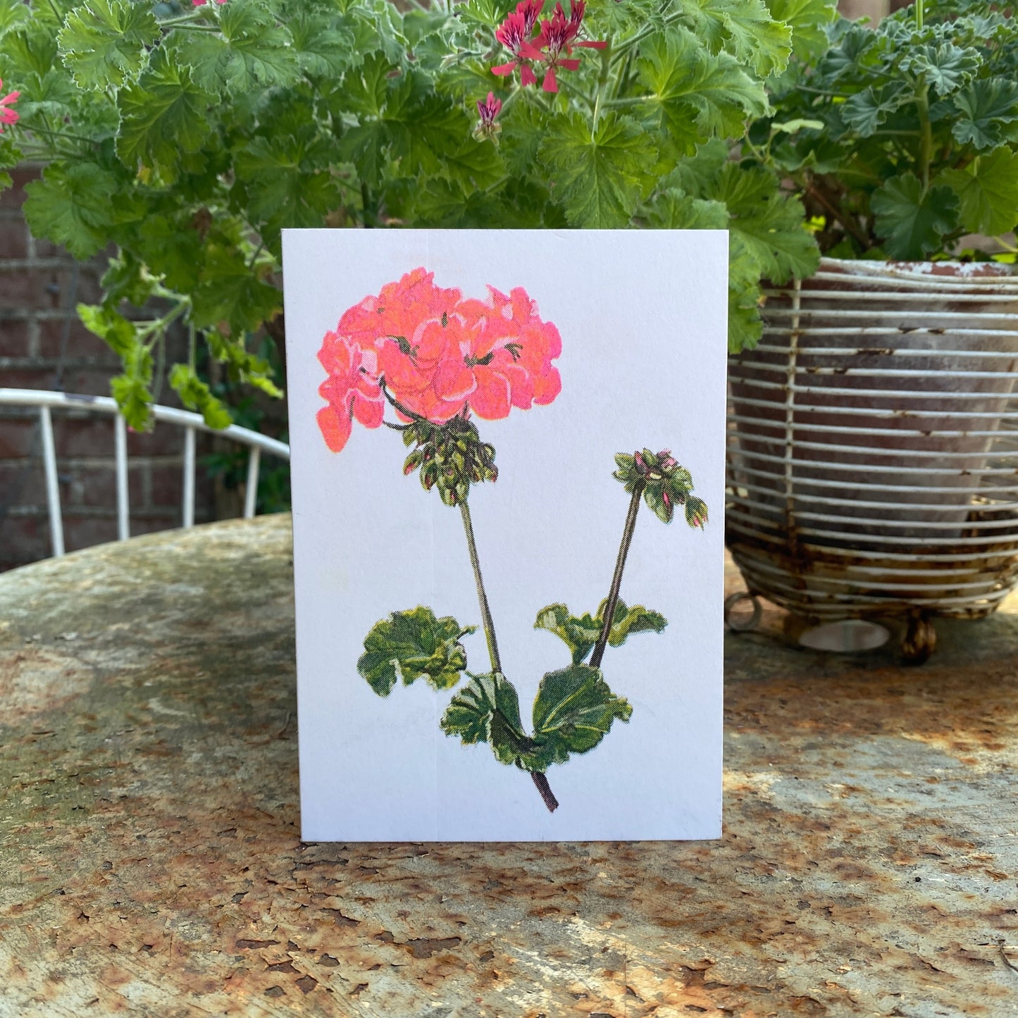 Red Geranium Floral Greeting Card