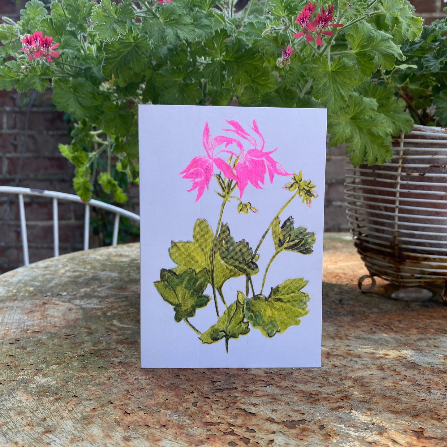 Pink Geranium Full Bloom Floral Greeting Card