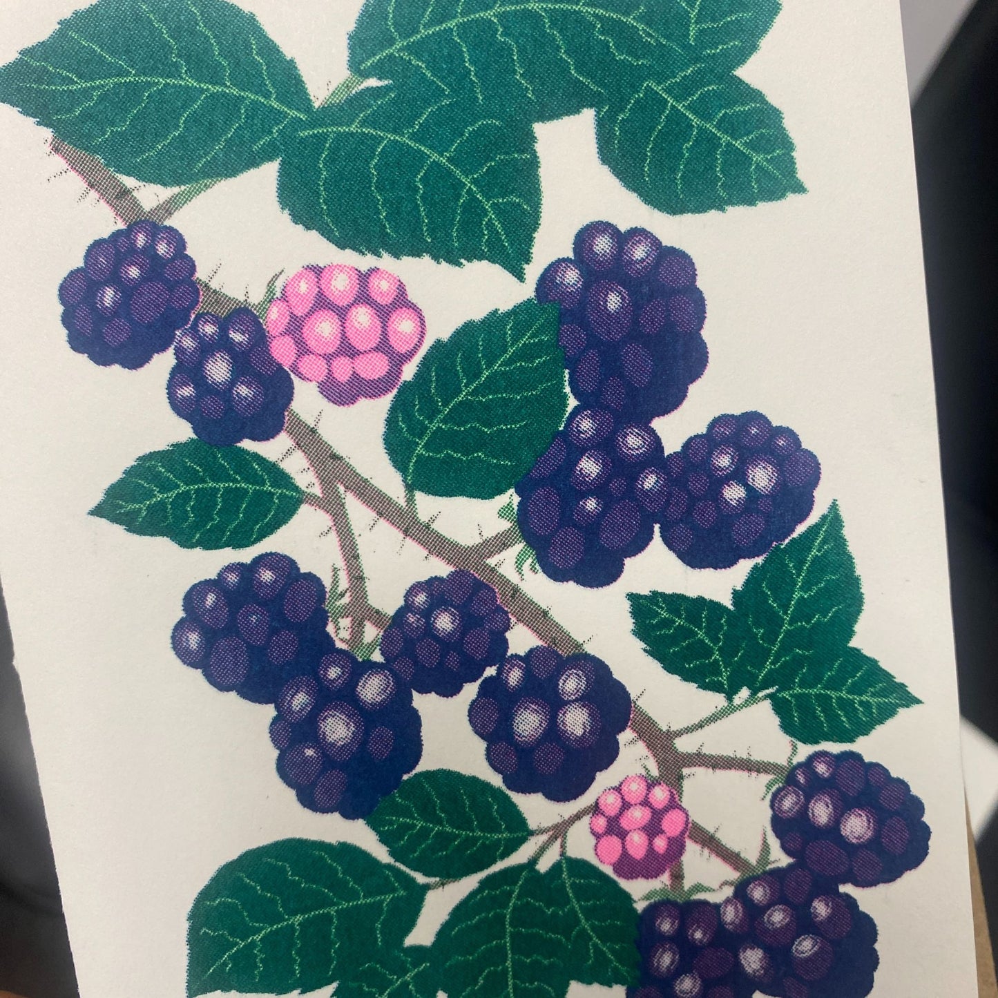 Close up of Blackberries eco riso print greeting card by Petra Boase.