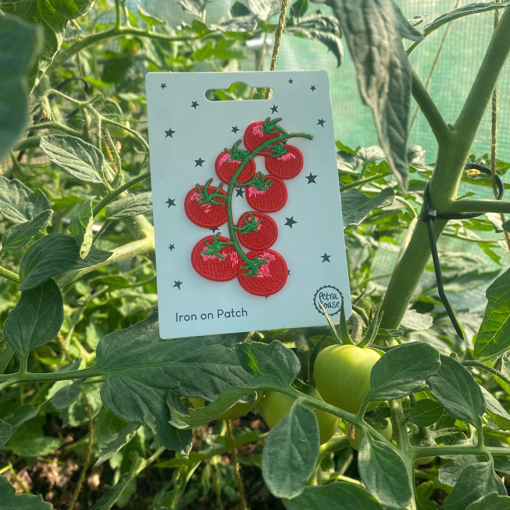 cherry tomatoes iron on Patch in a greenhouse | petra boase