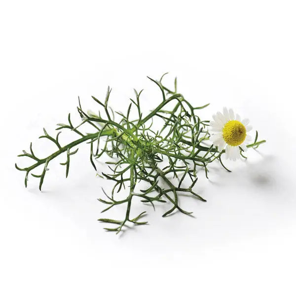 Roman Chamomile Seeds | Piccolo