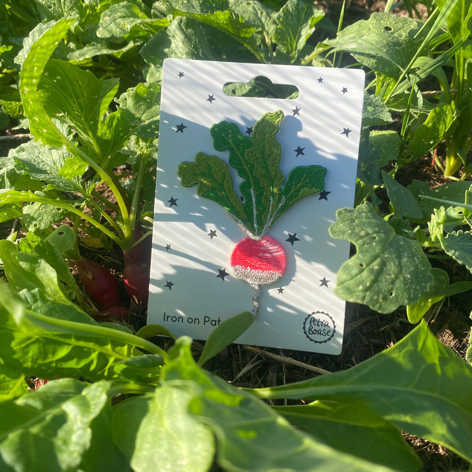 radish iron on patch in a vegetable plot | Petra Boase